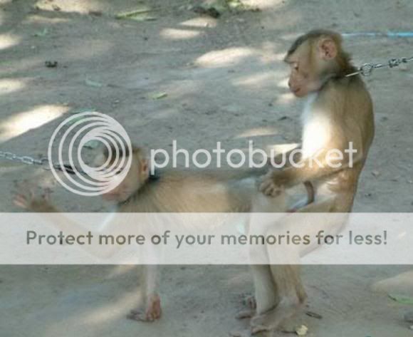 Animales Animales