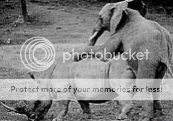 Los Animales Más Degenerados Los Animales Más Degenerados