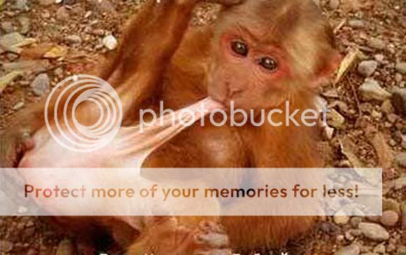 Los Animales Más Degenerados Los Animales Más Degenerados