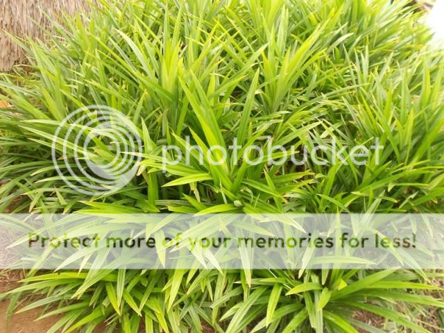 Q.Bình Tân - Bán lá dứa thơm dùng chế biến thực phẩm, dược phẩm, mỹ phẩm... hình thật - 2