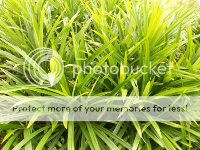 Q.Bình Tân - Bán lá dứa thơm dùng chế biến thực phẩm, dược phẩm, mỹ phẩm... hình thật - 1