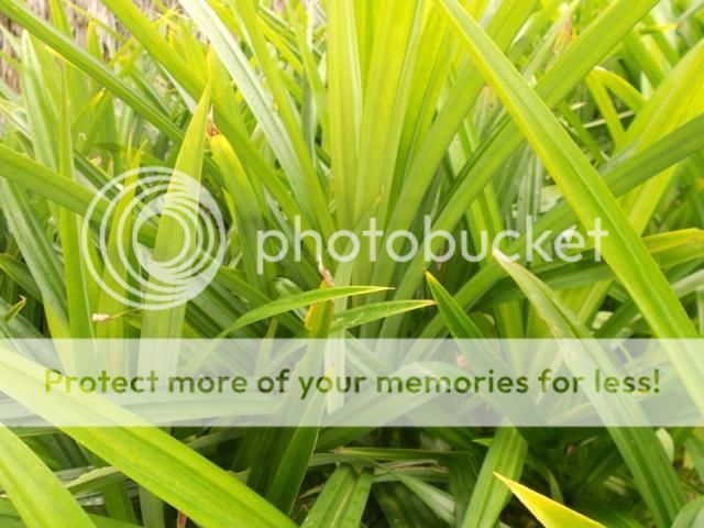 Q.Bình Tân - Bán lá dứa thơm dùng chế biến thực phẩm, dược phẩm, mỹ phẩm... hình thật