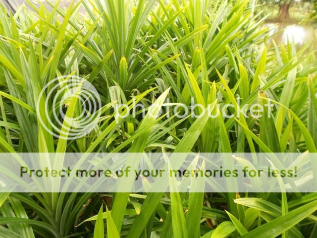 Q.Bình Tân - Bán lá dứa thơm dùng chế biến thực phẩm, dược phẩm, mỹ phẩm... hình thật - 3