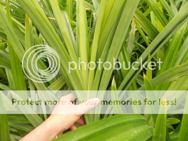 Q.Bình Tân - Bán lá dứa thơm dùng chế biến thực phẩm, dược phẩm, mỹ phẩm... hình thật - 4