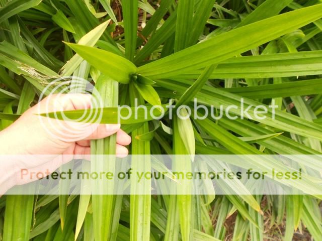 Q.Bình Tân - Bán lá dứa thơm dùng chế biến thực phẩm, dược phẩm, mỹ phẩm... hình thật - 5