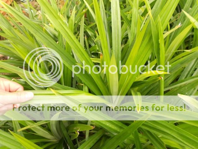 Q.Bình Tân - Bán lá dứa thơm dùng chế biến thực phẩm, dược phẩm, mỹ phẩm... hình thật - 6