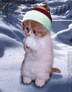 SHIT IT IS COLD!!!!!!!!  GIF Pictures, Images and Photos