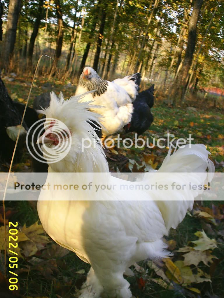 http://i456.photobucket.com/albums/qq287/MypattyPPom/LittleFuzz1.jpg
