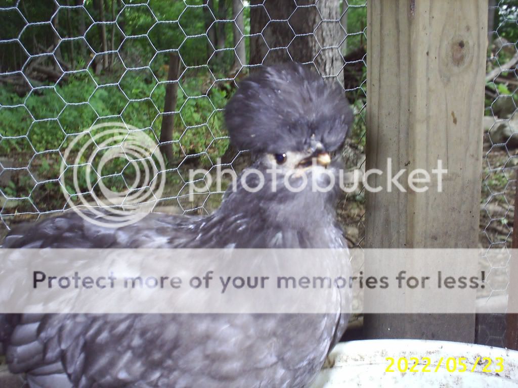 http://i456.photobucket.com/albums/qq287/MypattyPPom/Pic2.jpg