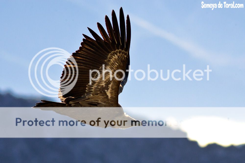 photo IS5X1718.jpg