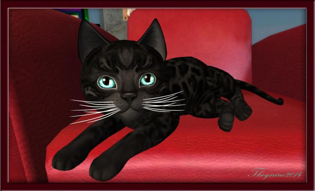 [Image: blueberrybengal.jpg]